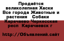 Продаётся великолепная Хаски - Все города Животные и растения » Собаки   . Карачаево-Черкесская респ.,Карачаевск г.